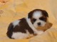 chiot shih-tzu trois mois