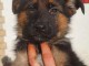 chiots Berger allemand  dispo