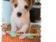 Adorables chiots Jack Russell