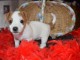 Mignon chiot jack russell 