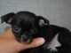 Superbe chiot chihuahua 