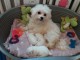 A donner Chiots bichon maltais