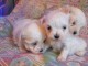 A donner Chiots bichon maltais