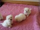 A donner Chiots bichon maltais+