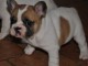 Magnifique  chiot Bouledogue Français à donner