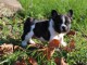 Adorable chiot   Bouledogue Français à donner