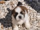 chiot shih-tzu trois mois