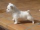 chiot westie trois mois