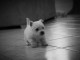 chiot westie trois mois