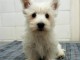 chiot westie trois mois