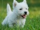 chiot westie trois mois