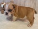 Adorable chiot   Bulldog Anglais  a donner