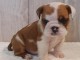 Adorable chiot   Bulldog Anglais a donner