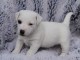 Adorables Chiots JACK RUSSEL a donner