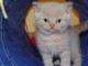 A donner Superbes chatons British shorthair disponibles