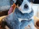 Adorable chiot Bouvier australien à donner