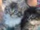 Magnifique chatons maine coon a dooner