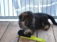 chiot berger allemand trois mois