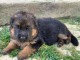 magnifiques chiot berger allemand