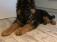 chiot berger allemand trois mois