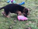 chiot berger allemand trois mois