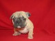 chiot boulodogue fancais 