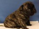 chiot boulodogue fancais 