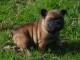 chiot boulodogue fancais trois mois