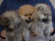 A donner Magnifiques chiots spitz nain 