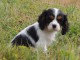 Chiot cavalier king charles spaniel femelle à ceder
