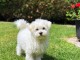 A DONNER Adorable Femelle chiot Bichon Maltais