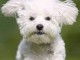 A DONNER Adorable Femelle chiot Bichon Maltais