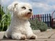 A DONNER Adorable Femelle chiot Bichon Maltais