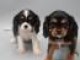 Magnifiques chiots Cavalier King-charles 