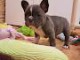 Chien adopté disponible