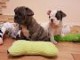 Chien adopté disponible