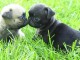 Chien adopté disponible