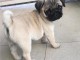 Chien adopté disponible