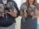 Chiots staffies Urgent