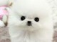 Chien adopté disponible