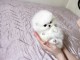 A donner adorables chiots Spitz nains blancs lof