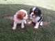 Magnifiques chiots Cavalier King Charles