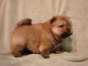 a donner Chiots chow chow marrons et noir