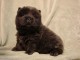 a donner Chiots chow chow marrons et noir