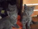 A donner chatons Chartreux 