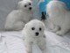 Chiots bichon maltais de pure race lof