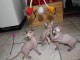 A donner chatons sphynx 