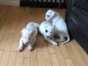 A donner chiots Dogue argentin