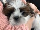 magnifiques chiots shih tzu  L.O.F a donner