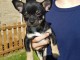 A DONNER SPLENDIDES CHIOTS CHIHUAHUA  L .O. F